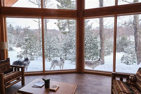 parc omega quebec canada wolf cabin|parc omega wolf cabin website.